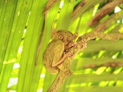 파밀라칸 아일랜드 투어리스트 인 앤 레스토랑  호텔 Bohol 외부 사진